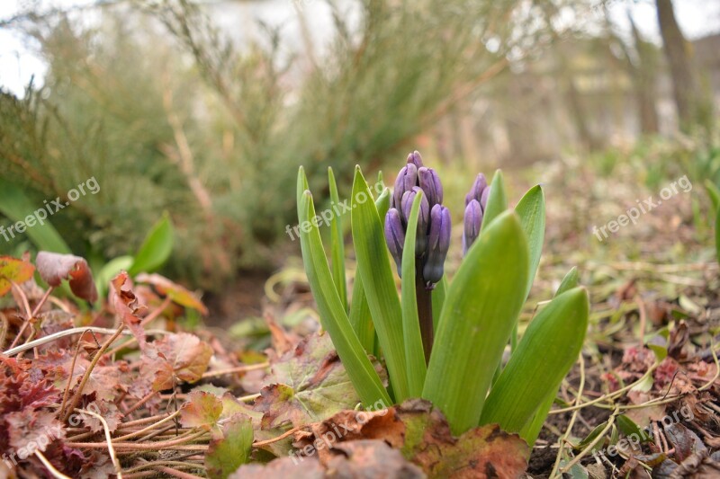 Spring Flower Nature Flowers Garden