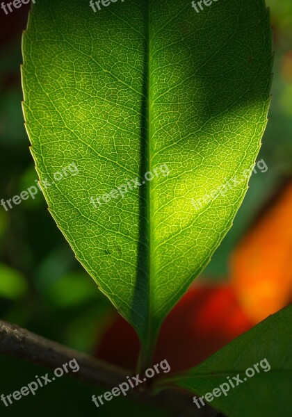 Leaf Nature Green The Leaves Hwalyeob