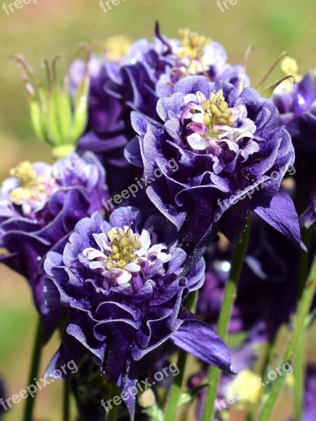 Rain-wet Columbine Rain Drops Full Bloom Double Flower