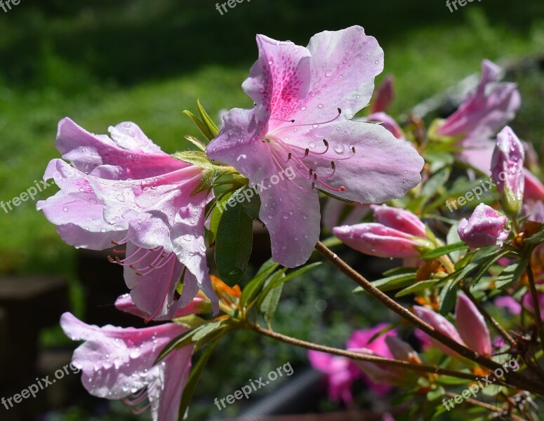 Rain-wet Azalea Rain Drops Azalea Flower Blossom