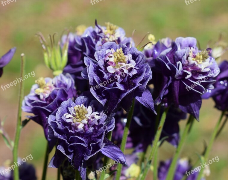 Rain-wet Columbine Rain Drops Full Bloom Double Flower