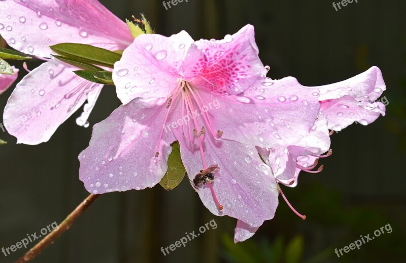 Honeybee In Azalea Azalea Bee Pollinator Insect