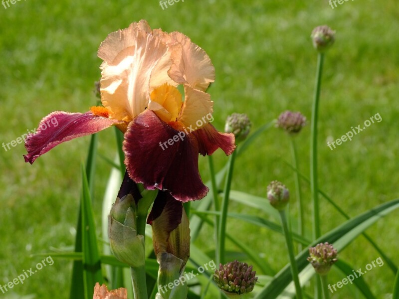 Iris Blossom Bloom Nature Flower