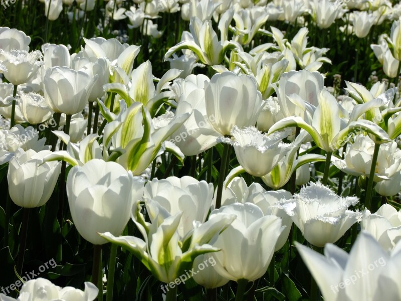 Tulip Tulipa Breeding Tulip Tulpenzwiebel Schnittblume