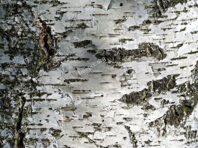 Tree Birch Nature Forest Beauty