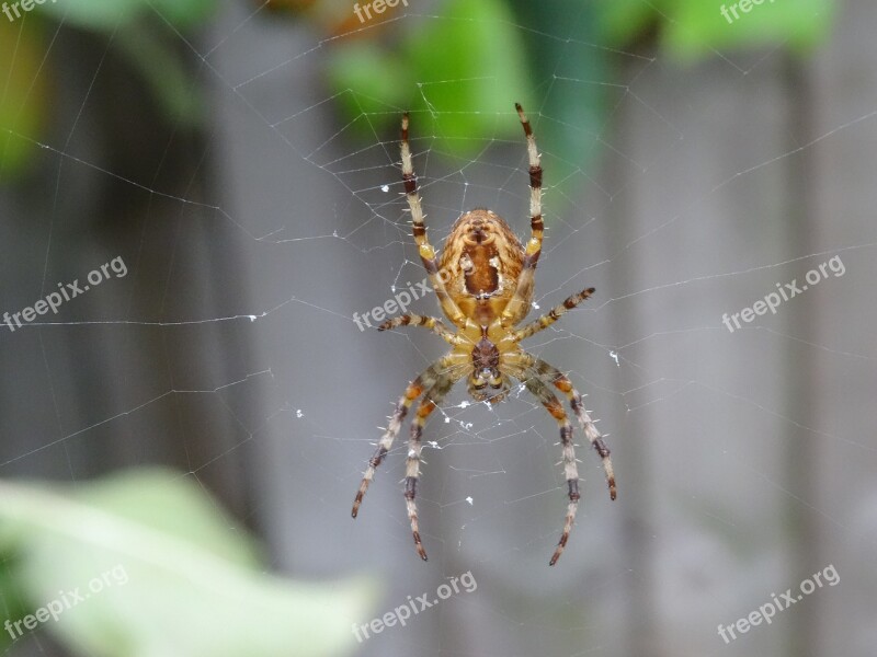 Spider Garden Close-up Scary Phobia