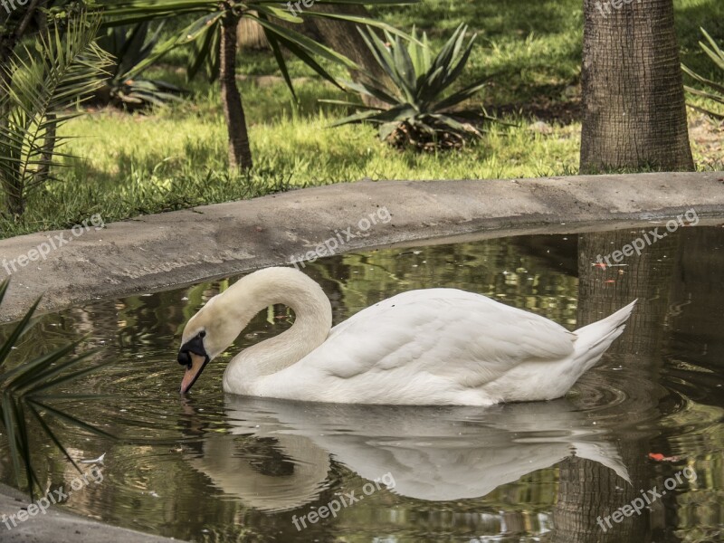 Pond Swan Lake Water Nature