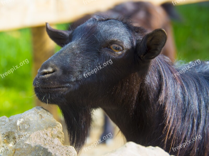 Goat Black Male Without Horns Beard