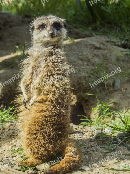 Meerkat Watchman Dawn Look Alert