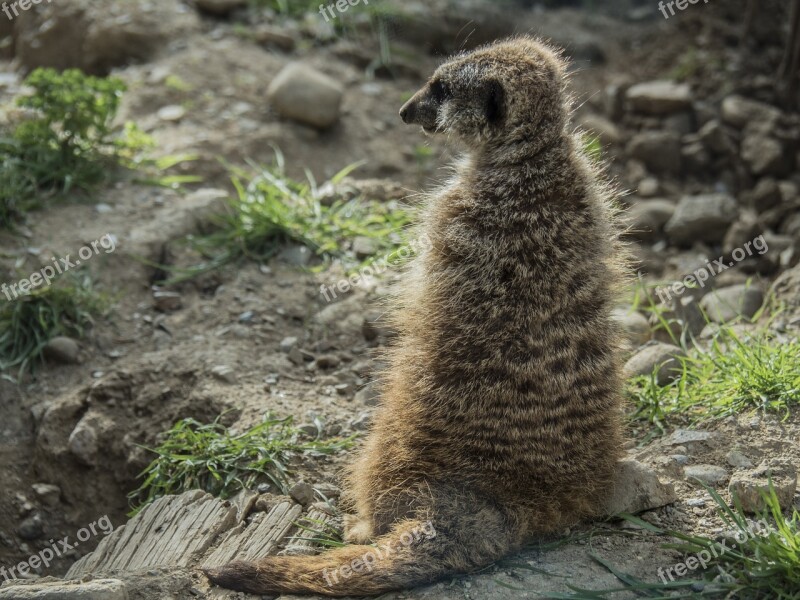 Meerkat Watchman Dawn Look Alert