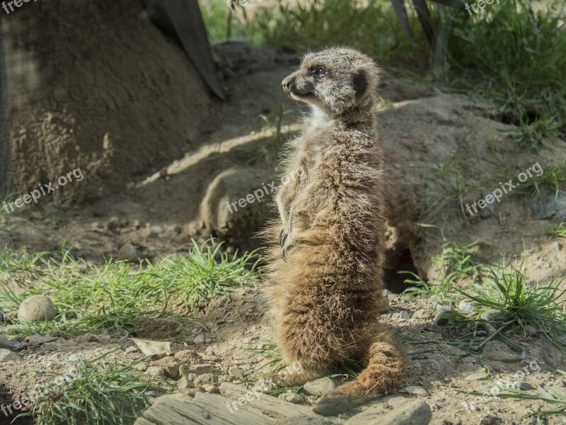 Meerkat Watchman Dawn Look Alert