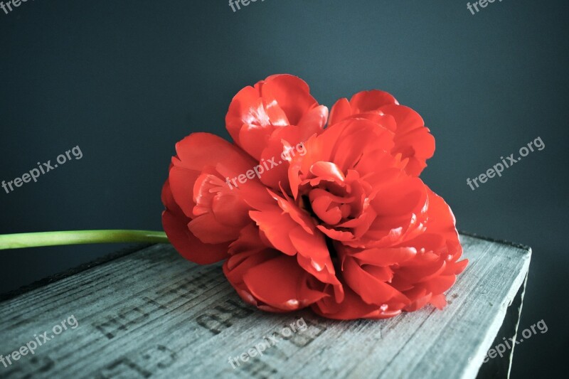 Red Tulip Wooden Crate Grief Loss