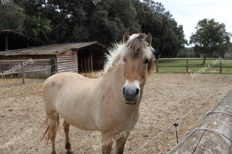 Horse Prado Animals Nature Girona