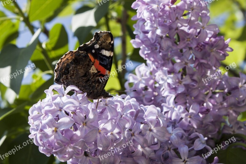 Butterfly Spring Nature Flowers Insects