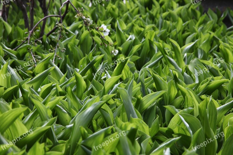 Green Grass Lilies Of The Valley Spring Closeup Flora