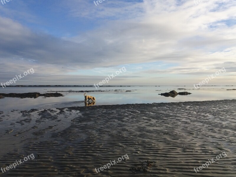 Beach Dog Water Sea Reflection