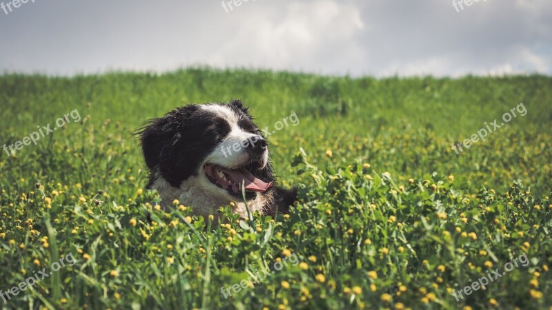 Dog Field Border Collie Animal Pet