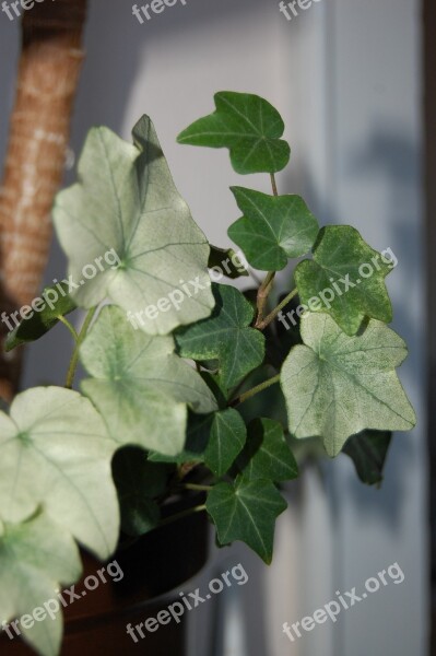 Ivy Houseplant Green Plant Leaves