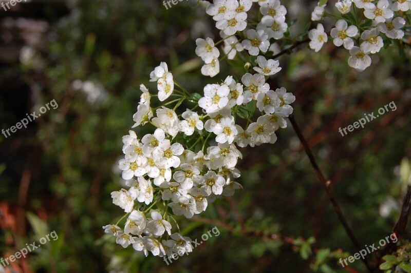 Flowers White Spring Flower White Flowers