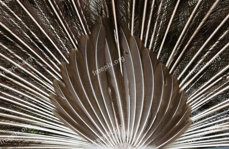 Peacock Tail Feathers Close Up Plumage Bird