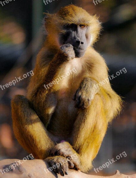 Animal Monkey Barbary Ape Sit Thinking