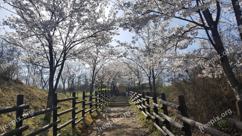 Spring Cherry Blossom Flower Road Trails Free Photos