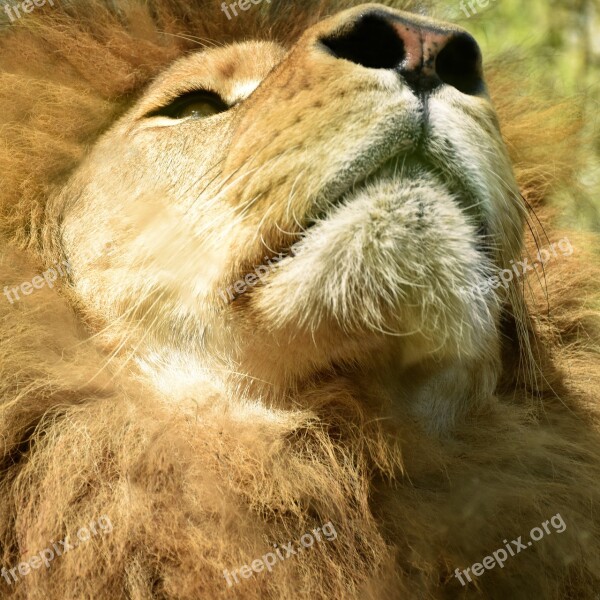 Lion Africa Zoo Savannah Feline