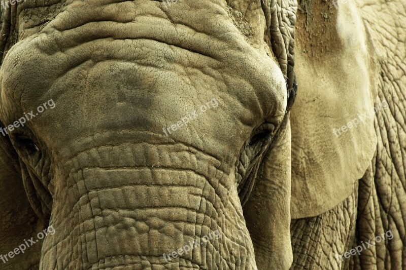 Elephant Savannah Africa Animals Animal