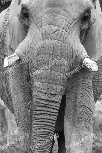 Animal Elephant Africa Zoo Elephant Head