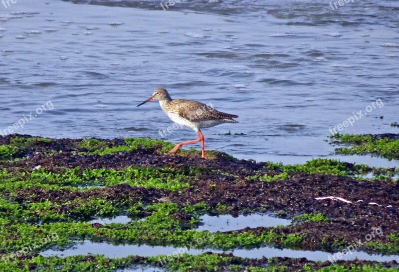 Bird Wader Common Redshank Redshank Tringa Totanus