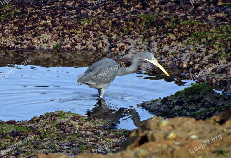 Bird Wader Western Reef Heron Egretta Gularis Western Reef Egret