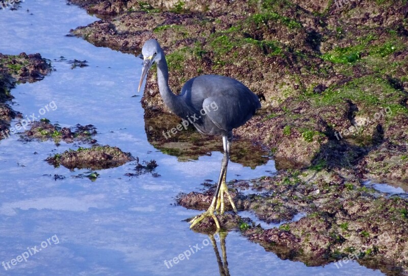 Bird Wader Western Reef Heron Egretta Gularis Western Reef Egret