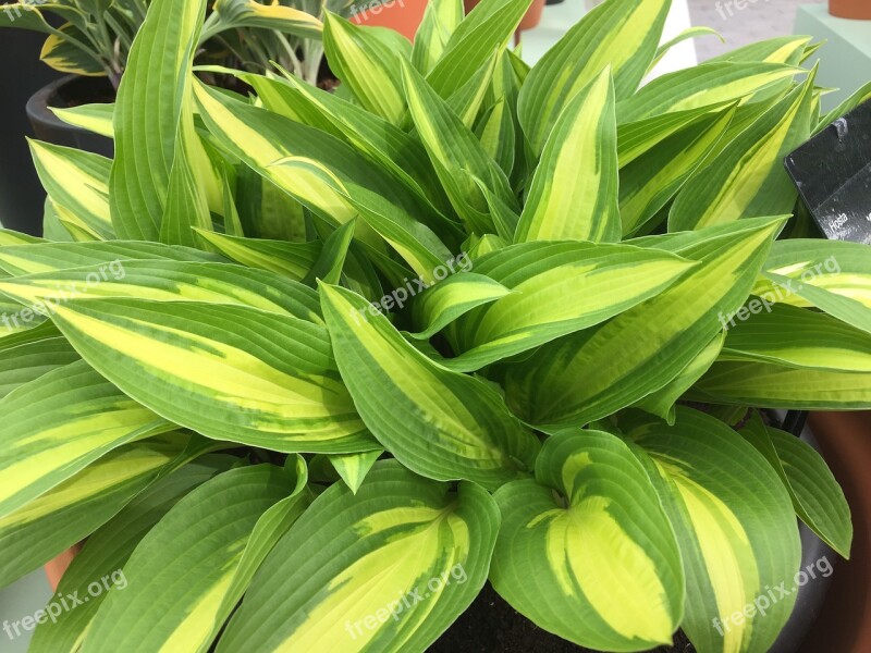 Plantain Lily Shrub Plant Free Photos