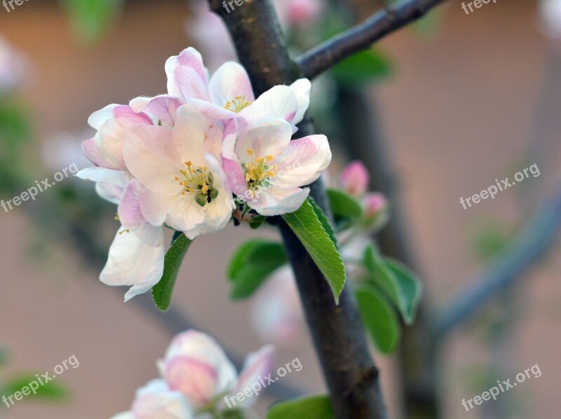 Spring Apple Tree Bloom Flowers Flowering Tree