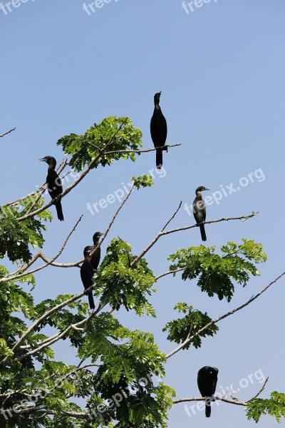 Hitchcock Birds Tree Nature Sanctuary