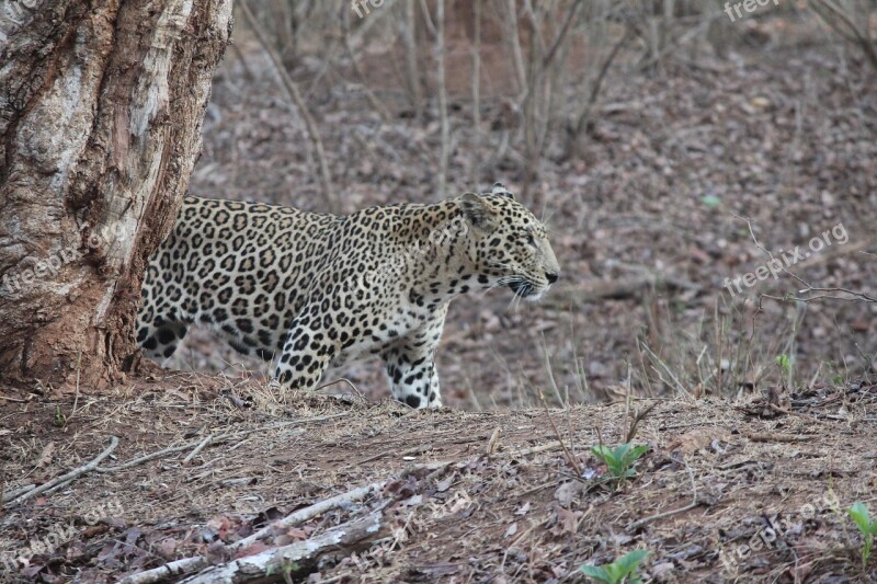 Leopard Wildlife Jungle Nature India