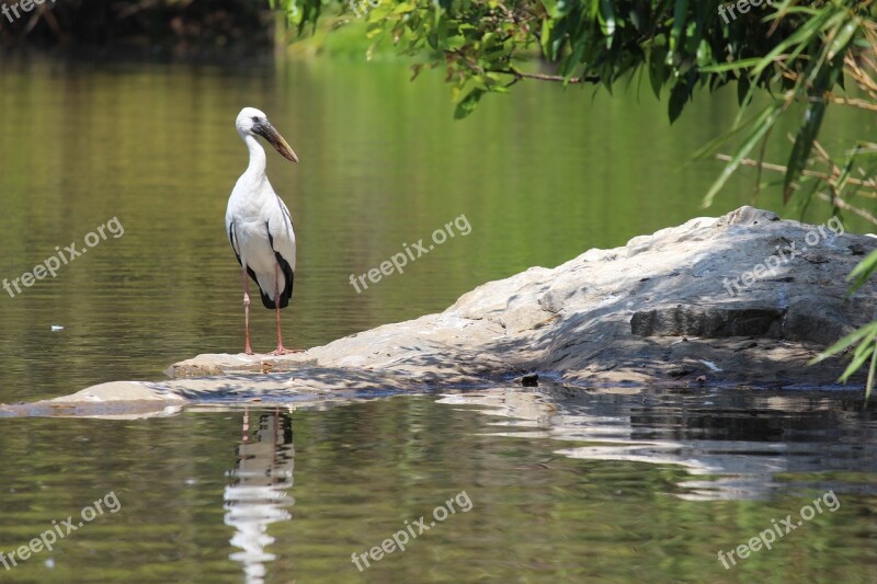 Birds Water Stork Free Photos