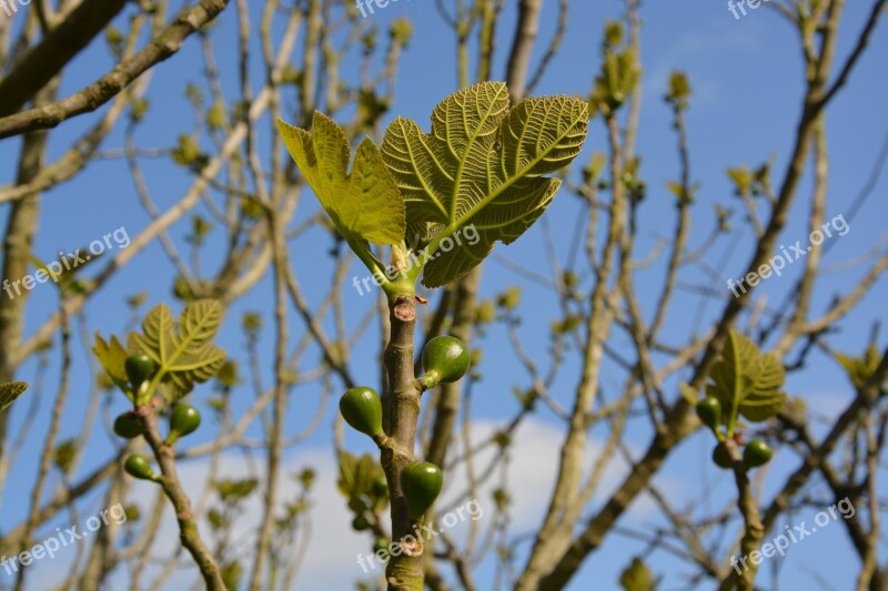 Fig Tree Fig Leaves Small Tree