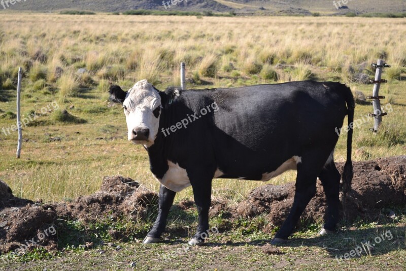 Cow Animals Field Fauna Livestock