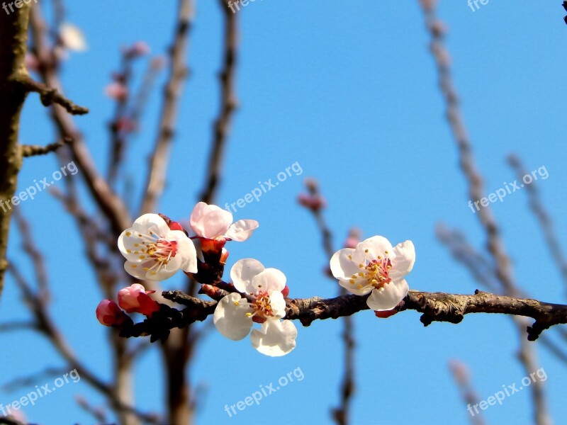 Flowers Nature Open Petal Spring