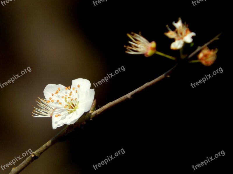 Flowers Nature Open Petal Spring