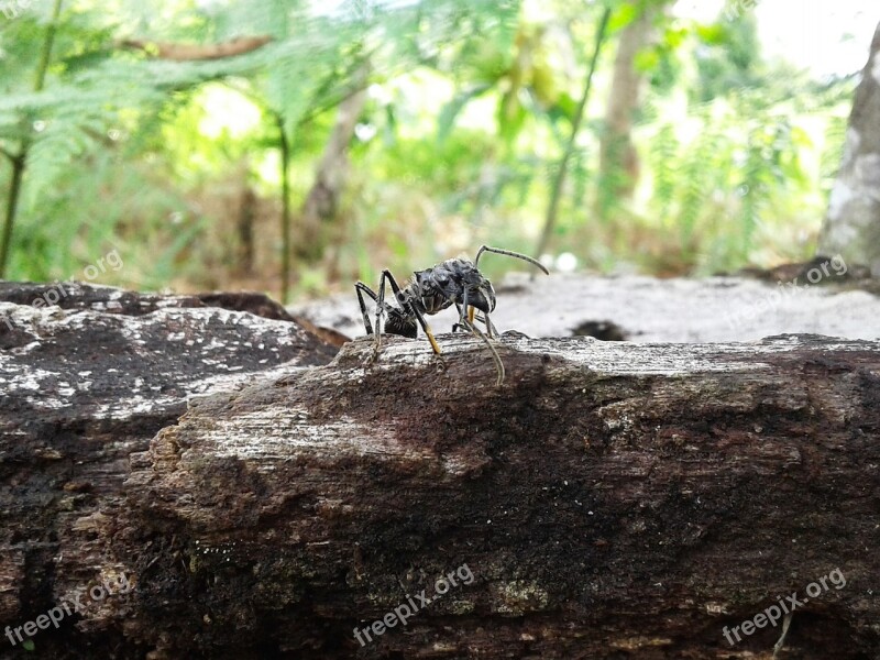 Ant Insect Animal Tropical Wild