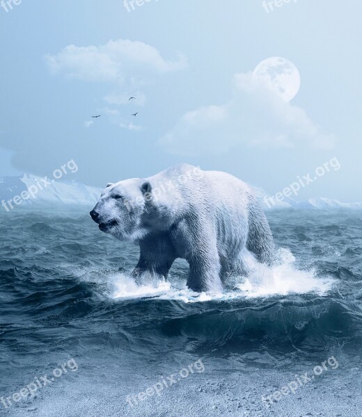 Polar Bear Arctic Predator Ice Snow