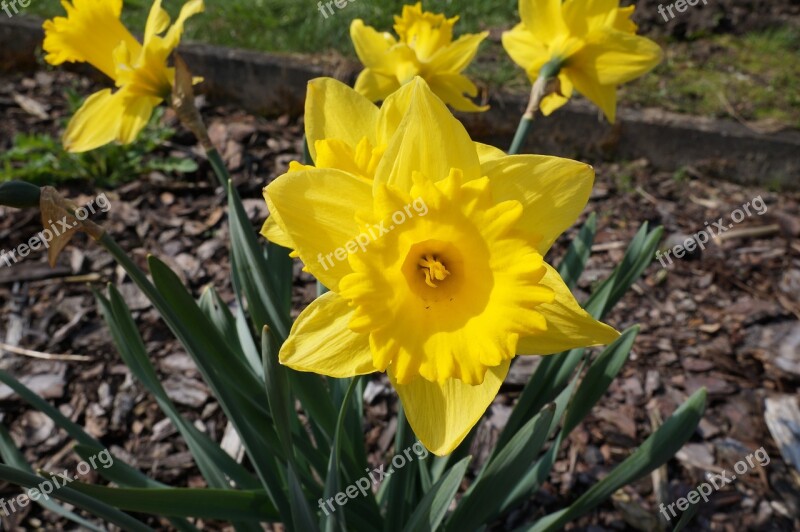 Narcissus Daffodil Yellow Spring Blossom