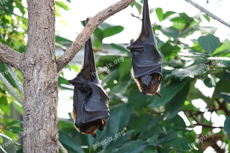 Flying Foxes Bat Tropical Bat Free Photos