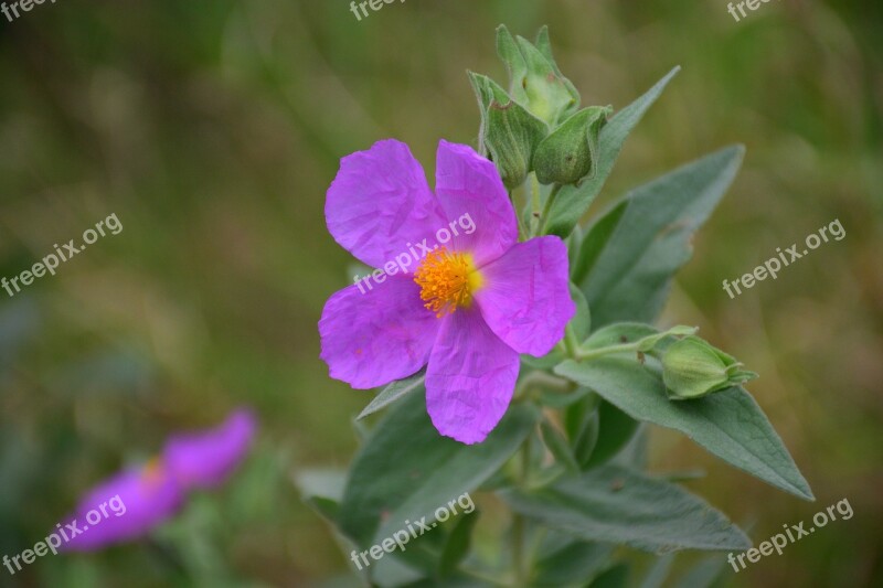 Foreground Flower Wild Flora Nature Flowers