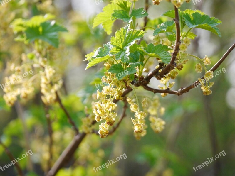 Flowering Currant Currant Blossom Bloom Branch