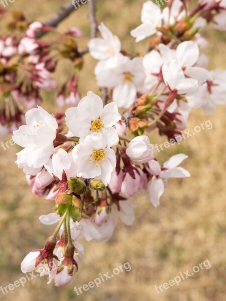 Flowers Cherry Blossoms Japan Spring Wood