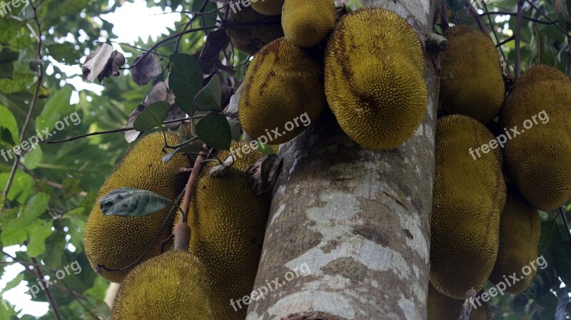 Jackfruit Jackfruit Tree Food Tree Fruit