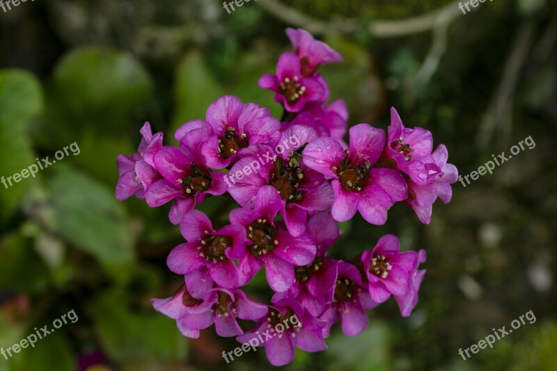 Garden Front Yard Flowers Nature Garden Decoration